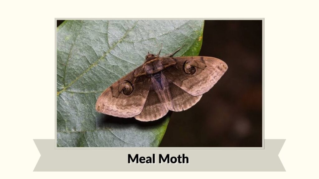 Meal Moth