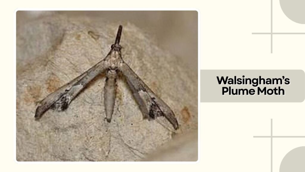 Walsingham's Plume Moth