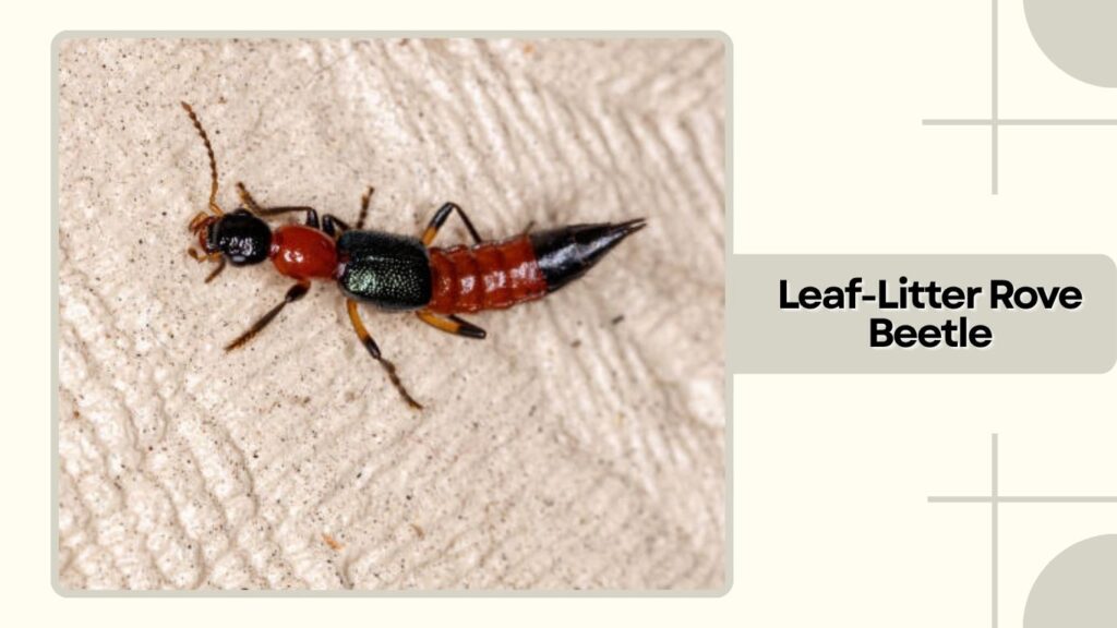 Leaf-Litter Rove Beetle