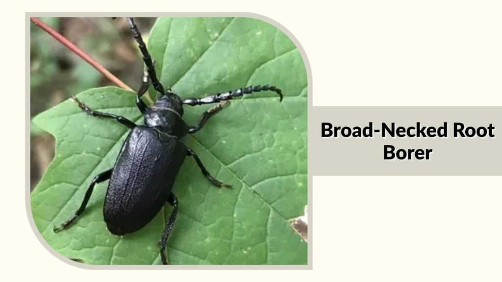 Broad-Necked Root Borer