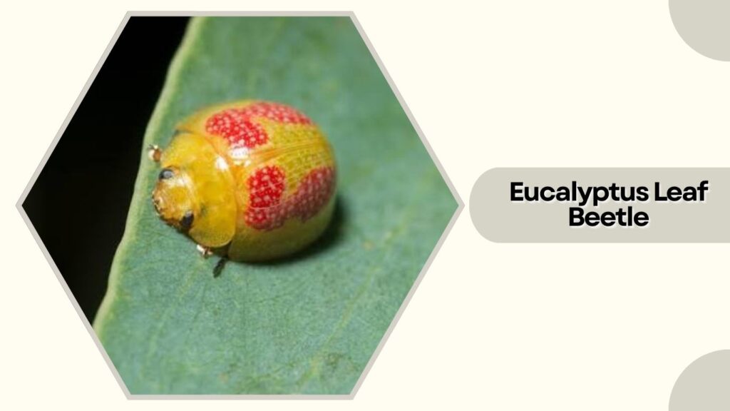 Eucalyptus Leaf Beetle