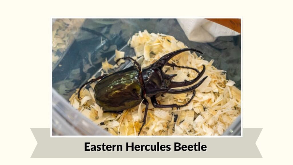 Eastern Hercules Beetle