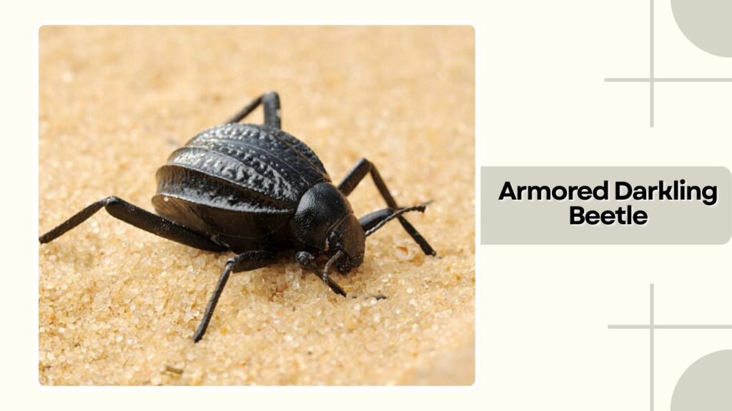 Armored Darkling Beetle