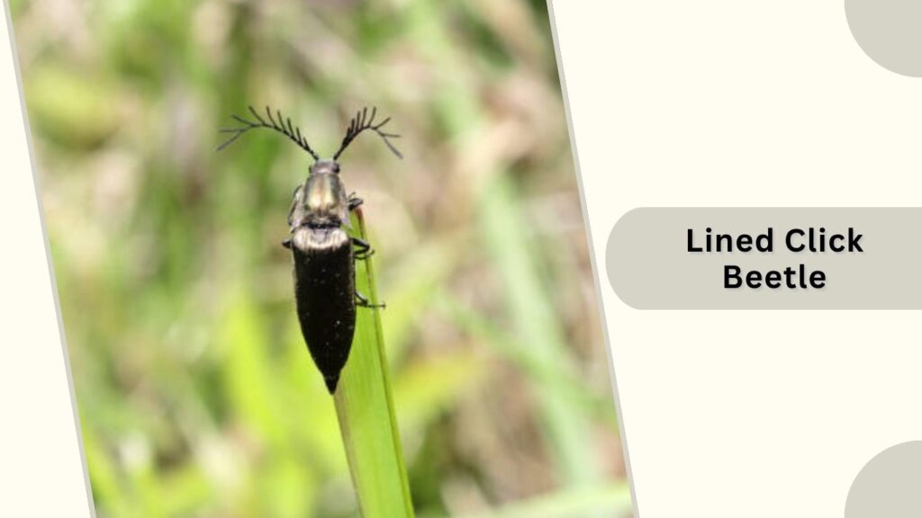 Lined Click Beetle