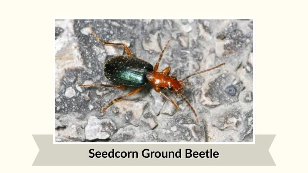 Seedcorn Ground Beetle