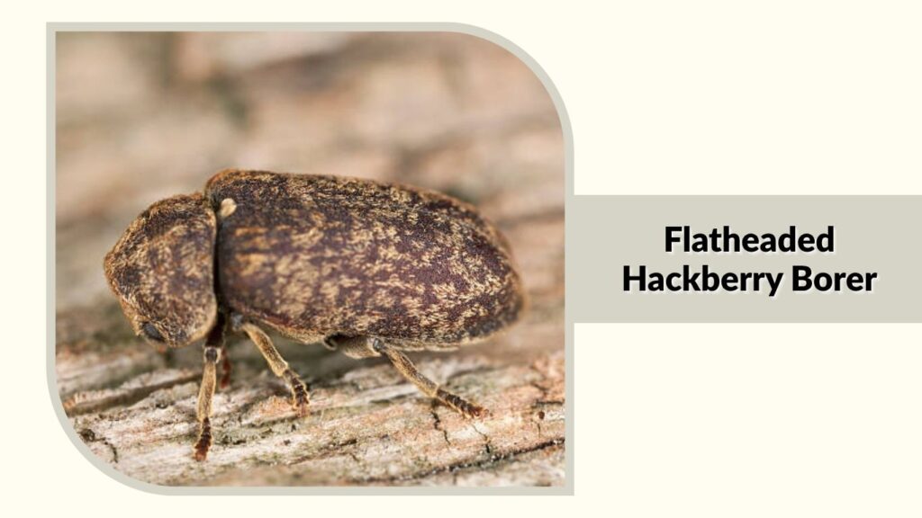 Flatheaded Hackberry Borer