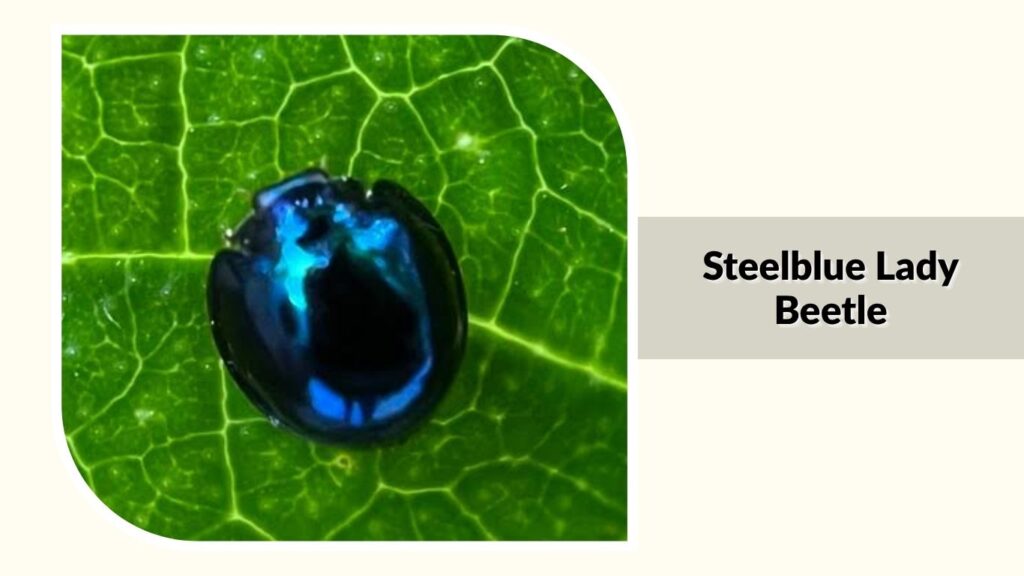 Steelblue Lady Beetle