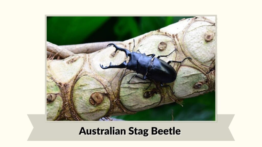 Australian Stag Beetle