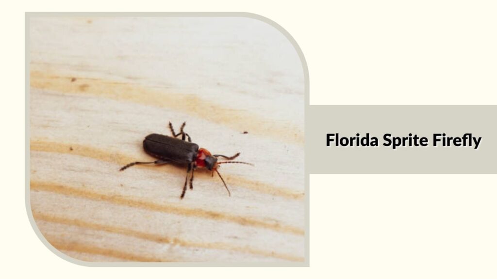 Florida Sprite Firefly