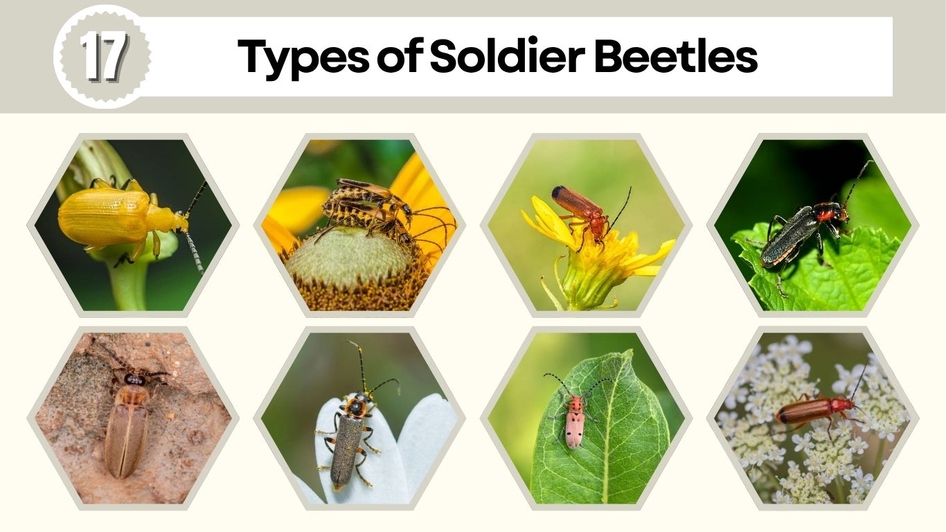 17 Types of Soldier Beetles: Id with Pictures & Facts