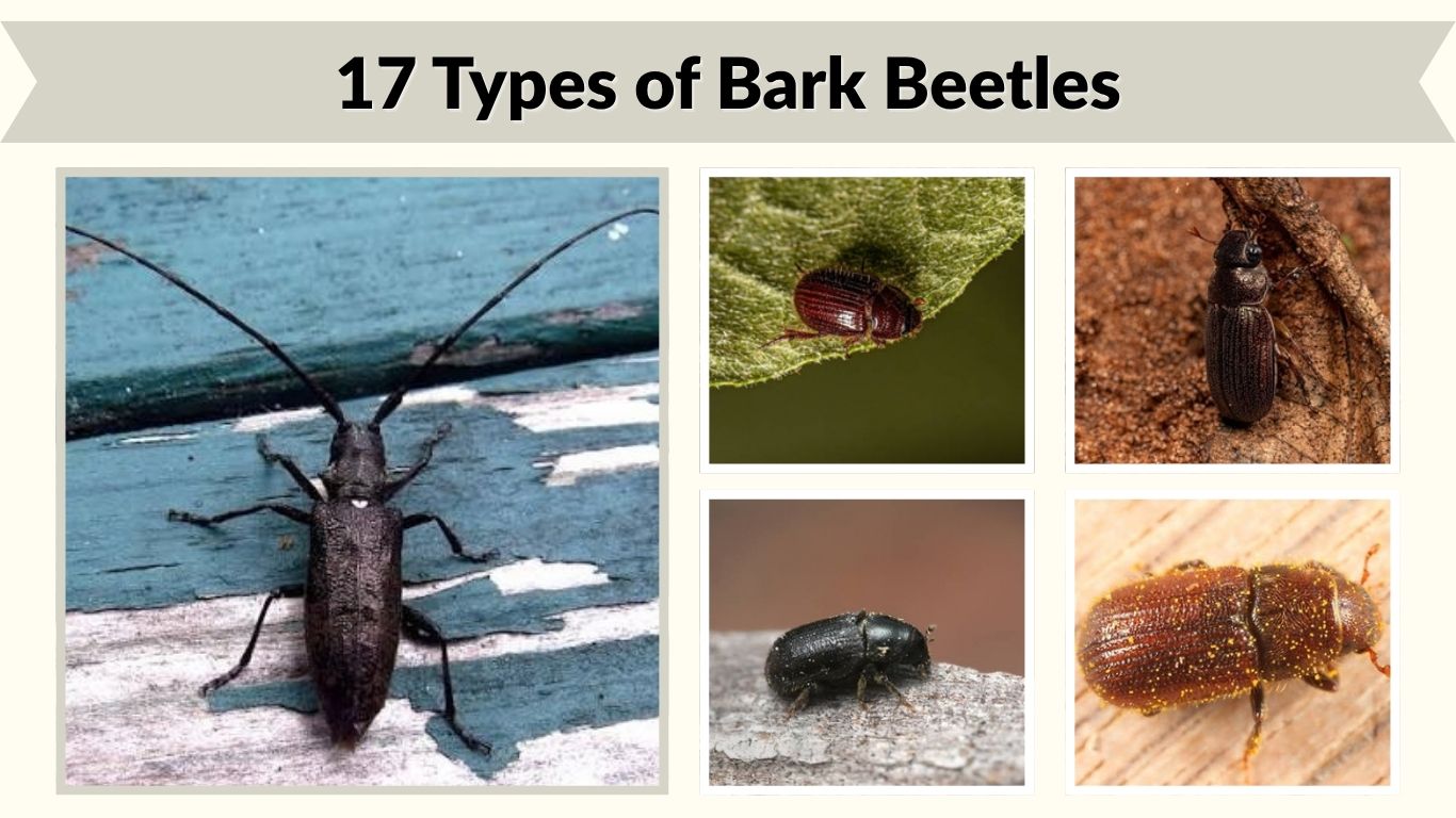 17 Types of Bark Beetles: Id with Pictures & Facts