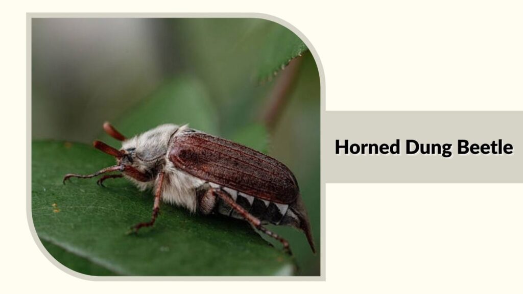 Horned Dung Beetle