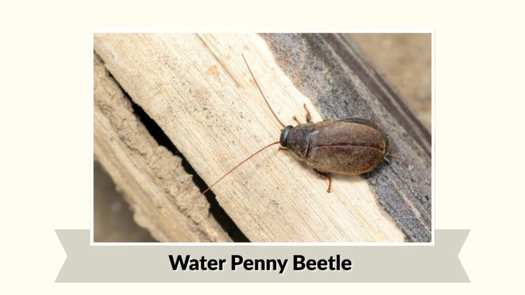 Water Penny Beetle