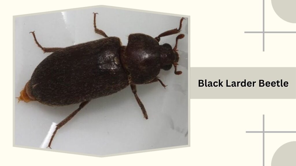 Black Larder Beetle