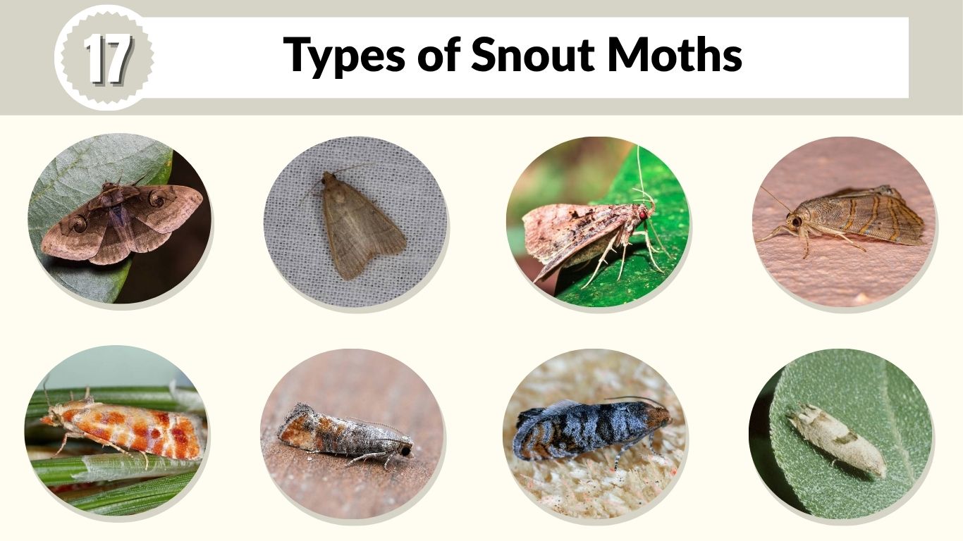 17 Types of Snout Moths: Identification, Habitat & Facts