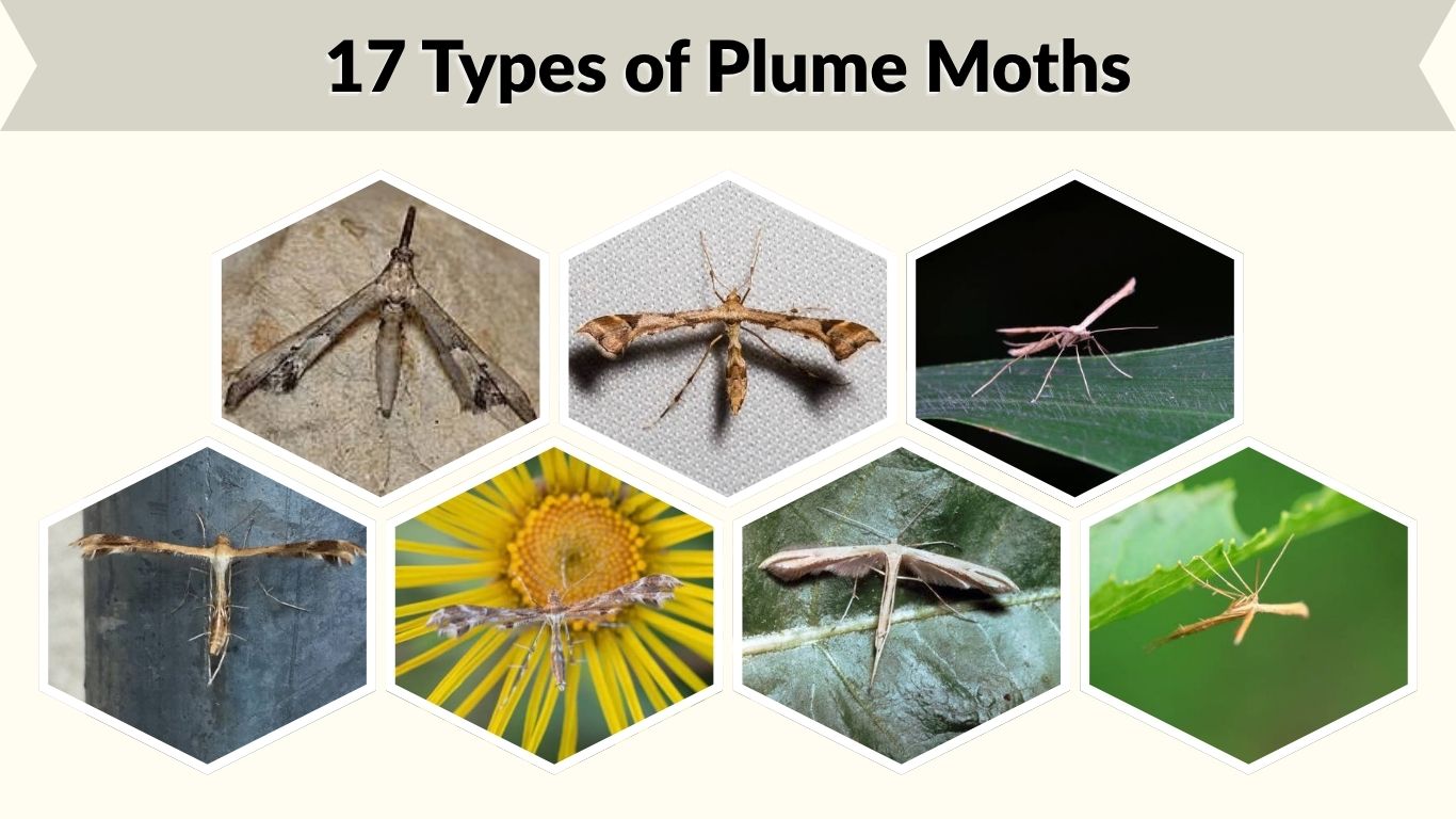 17 Types of Plume Moths: Identification, Habitat, Diet & Lifecycle