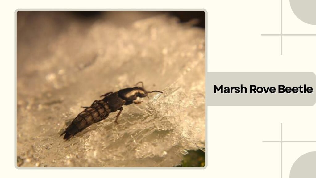 Marsh Rove Beetle