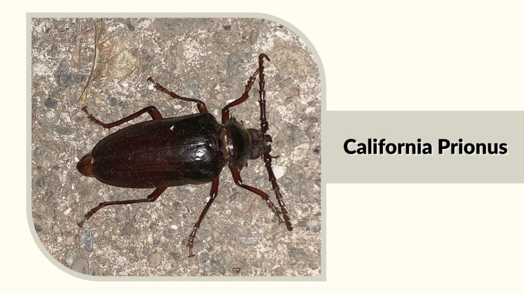California Prionus