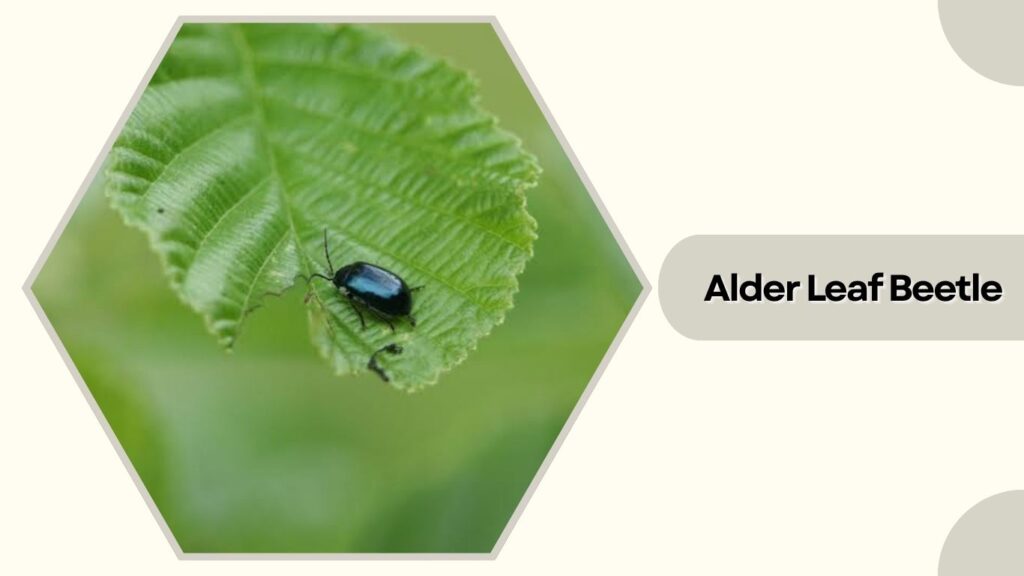 Alder Leaf Beetle