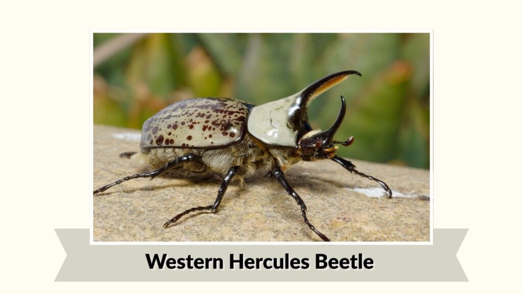 Western Hercules Beetle