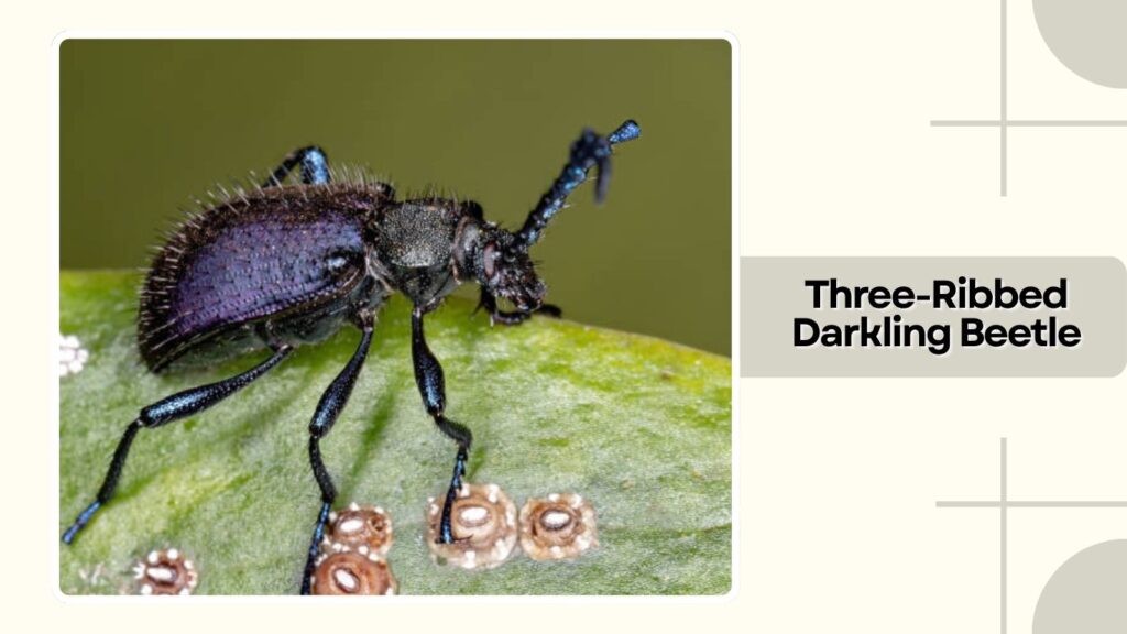 Three-Ribbed Darkling Beetle