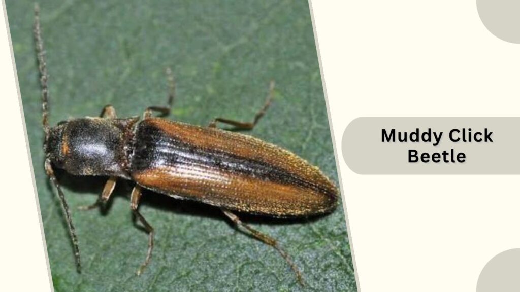 Muddy Click Beetle