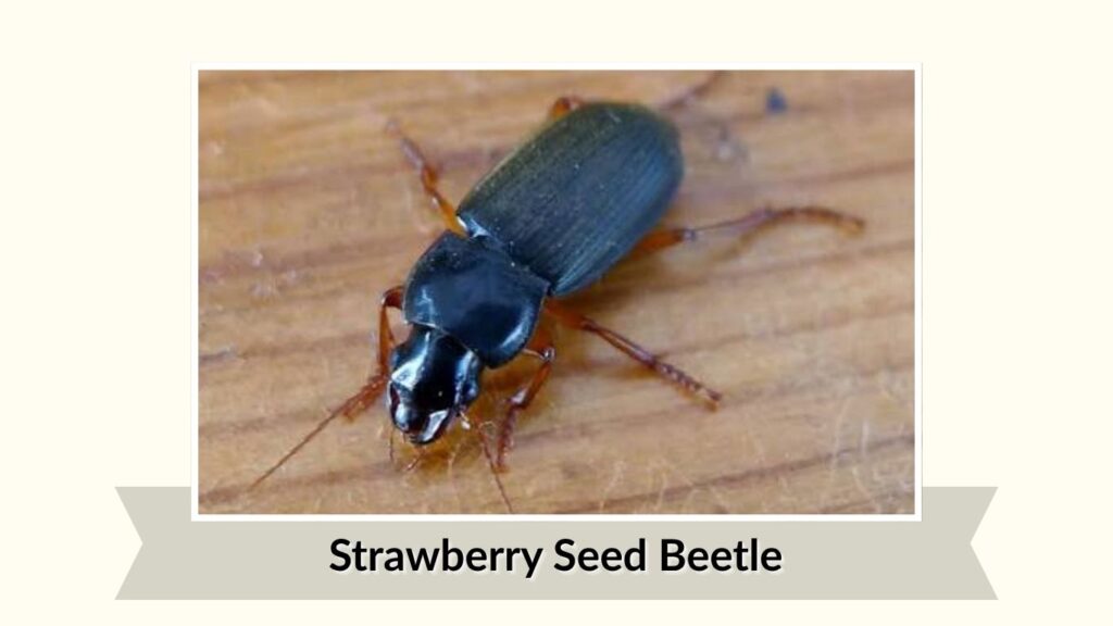 Strawberry Seed Beetle