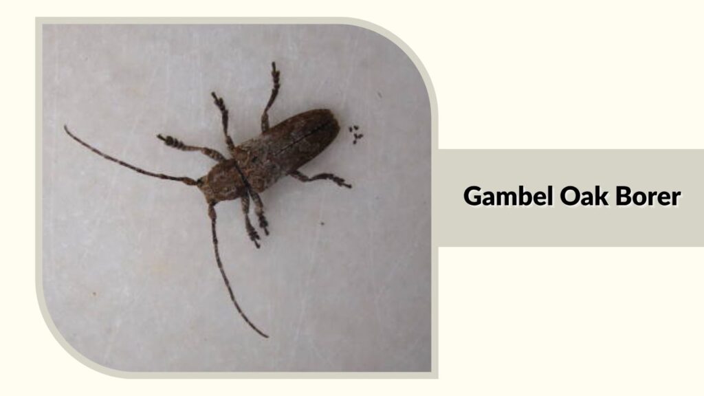 Gambel Oak Borer