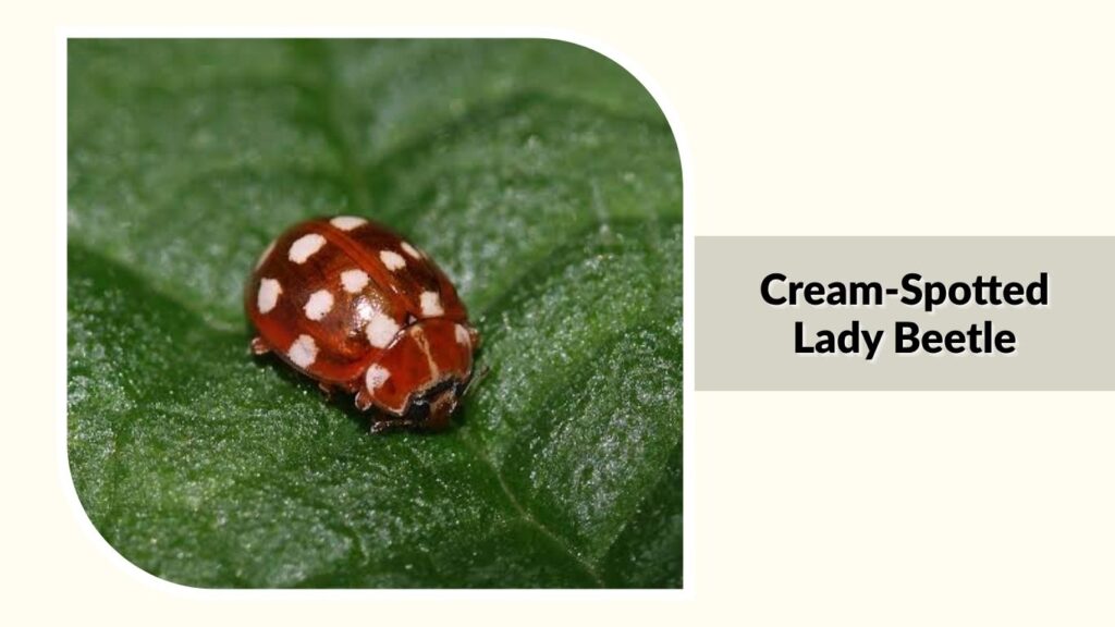 Cream-Spotted Lady Beetle