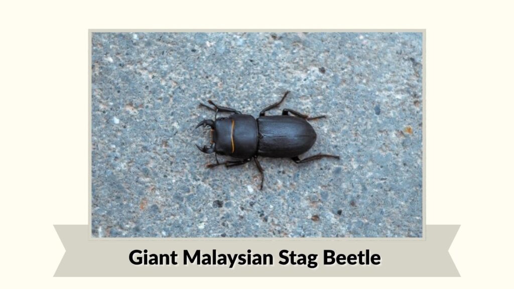 Giant Malaysian Stag Beetle