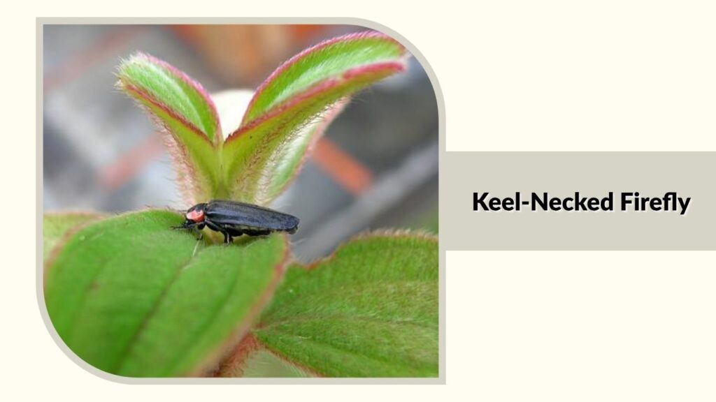 Keel-Necked Firefly