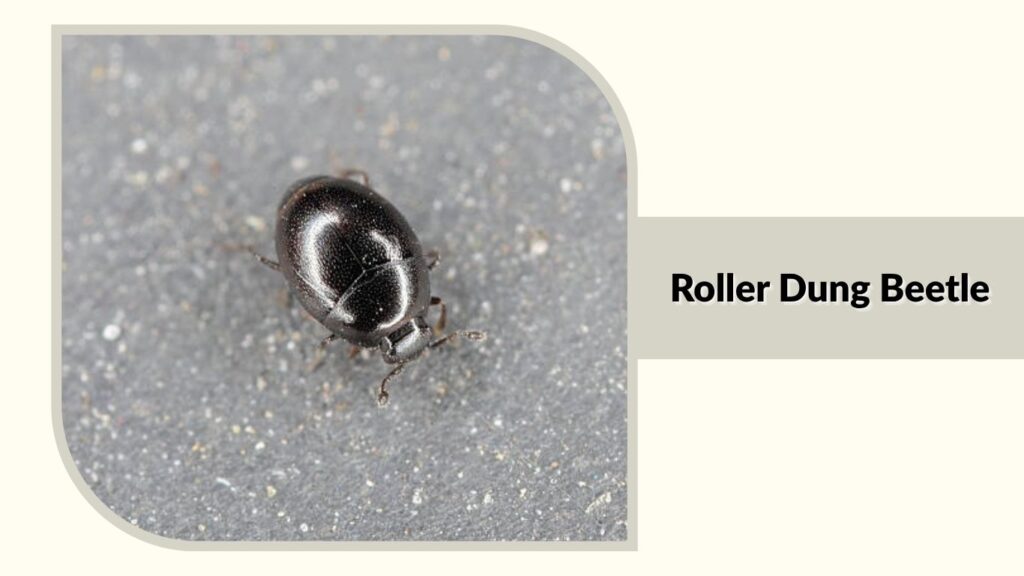 Roller Dung Beetle