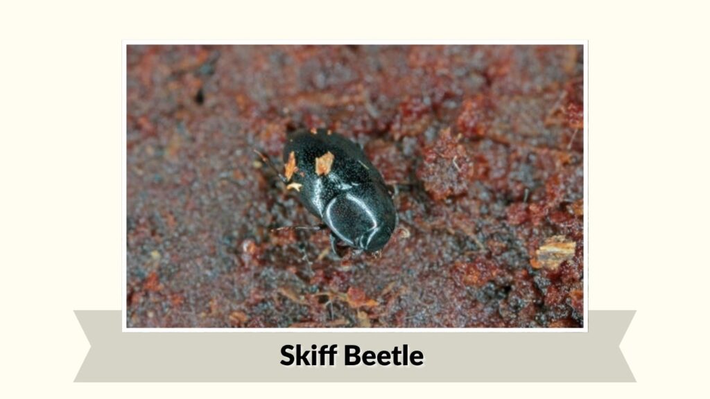  Skiff Beetle