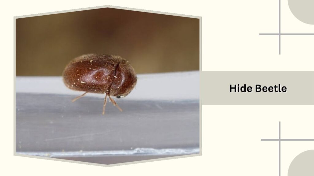 Hide Beetle