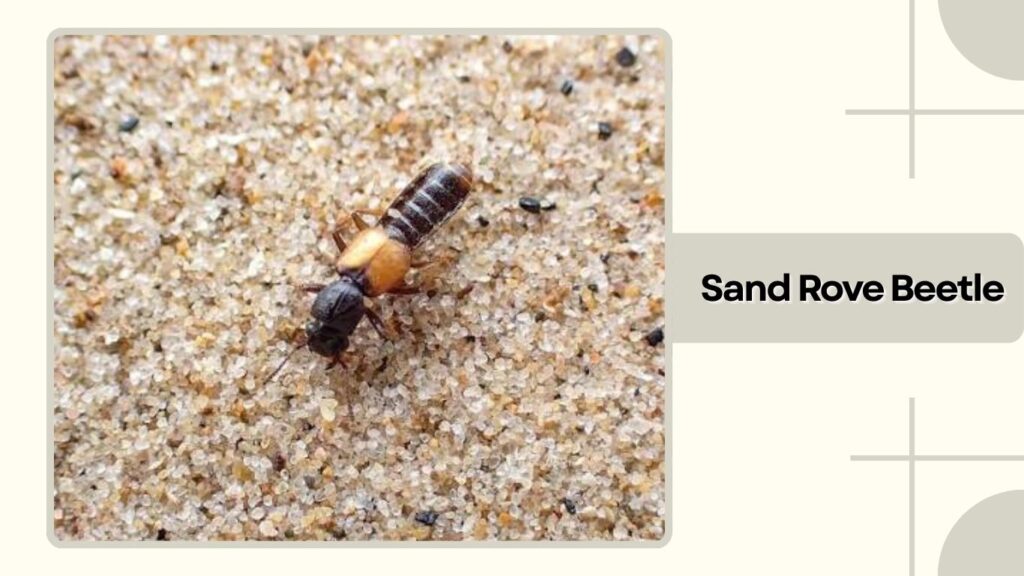 Sand Rove Beetle