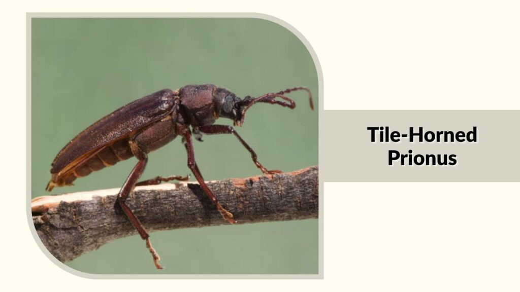 Tile-Horned Prionus