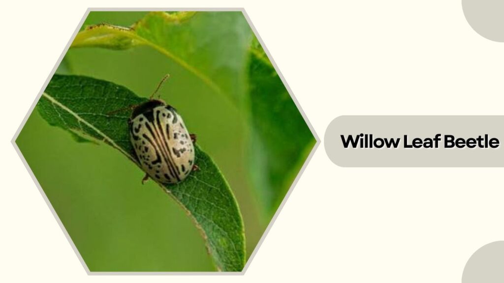Willow Leaf Beetle