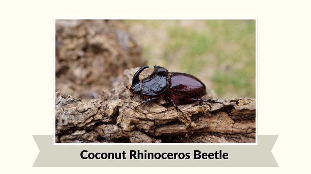 Coconut Rhinoceros Beetle
