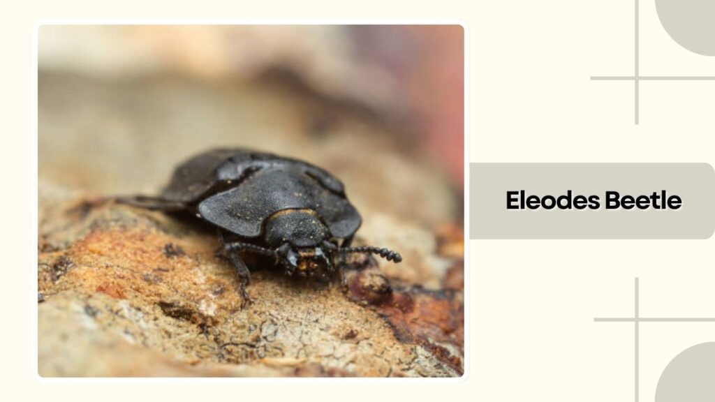 Eleodes Beetle