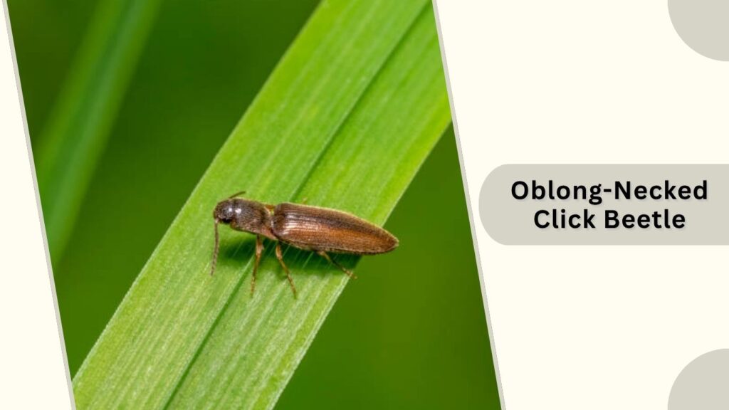 Oblong-Necked Click Beetle