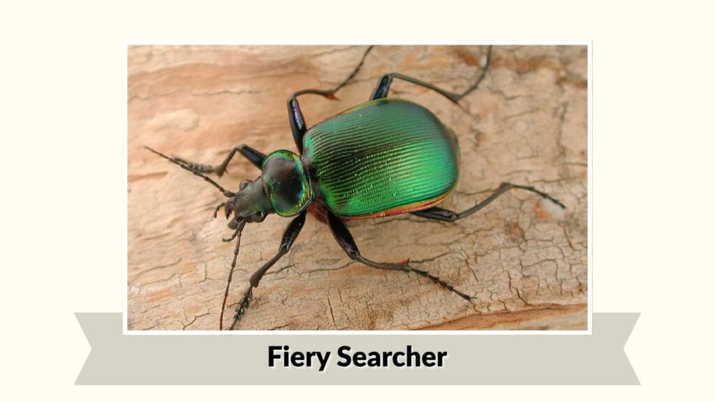 Fiery Searcher