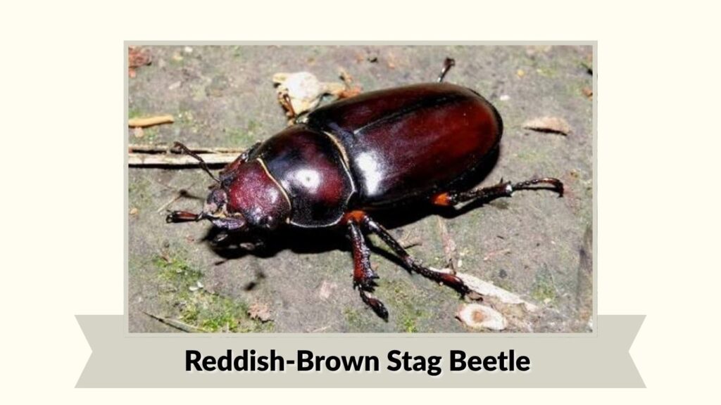 Reddish-Brown Stag Beetle