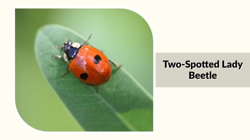 Two-Spotted Lady Beetle