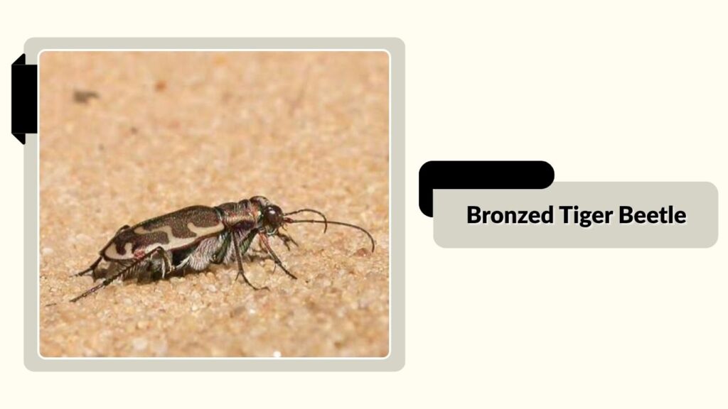 Bronzed Tiger Beetle