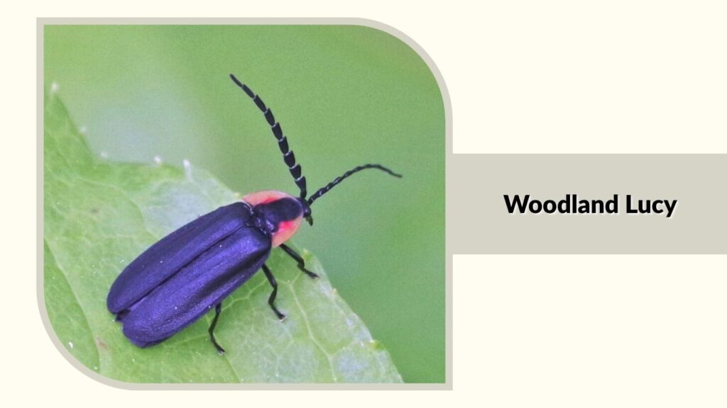 Woodland Lucy
