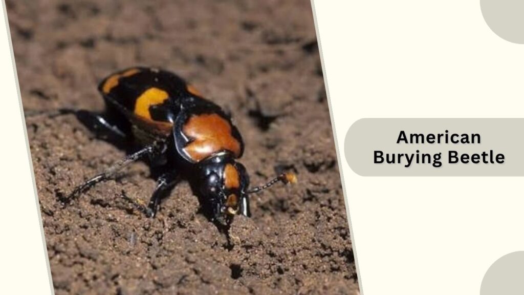 American Burying Beetle