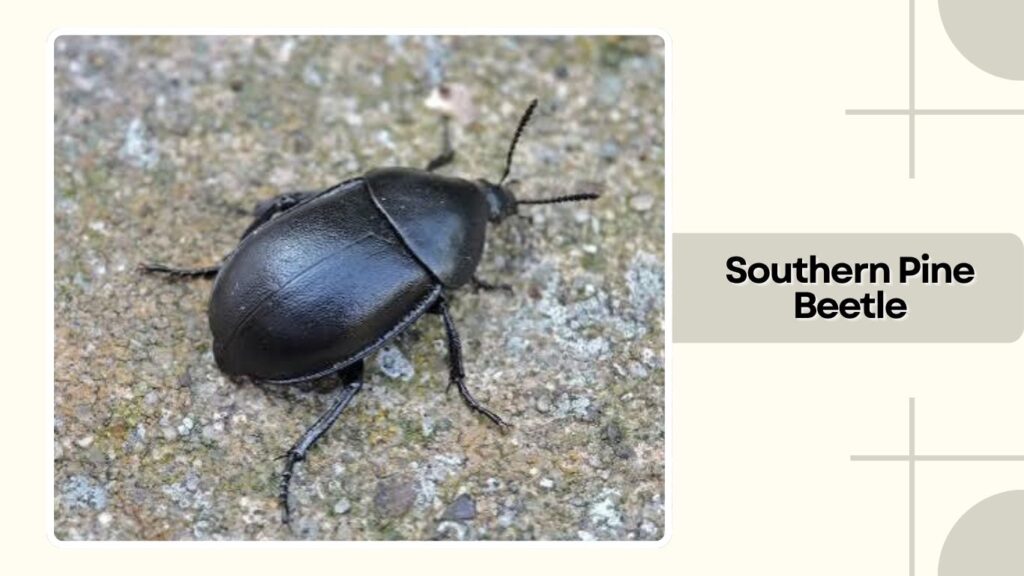 Southern Pine Beetle