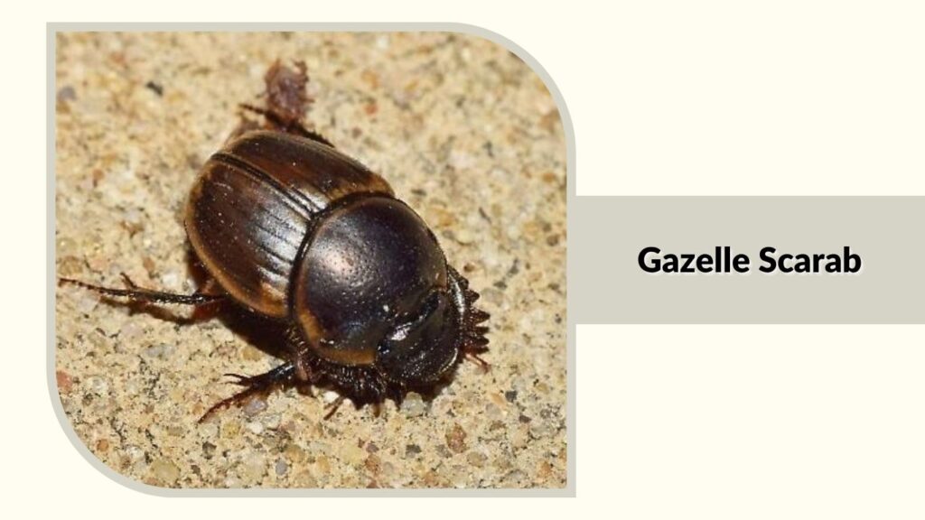 Gazelle Scarab