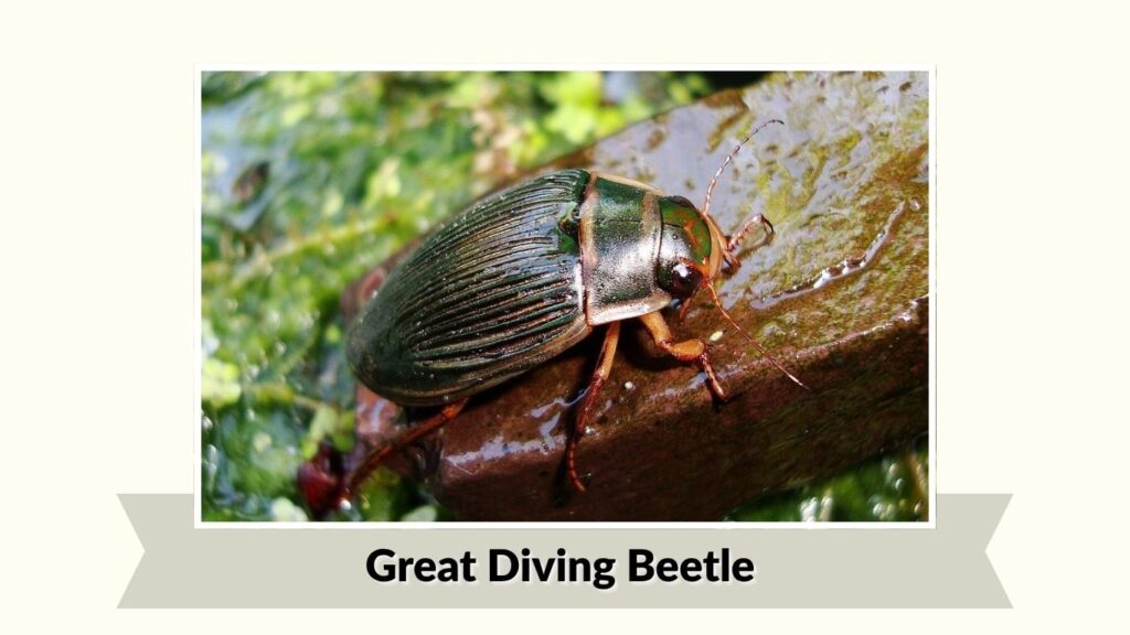 Great Diving Beetle
