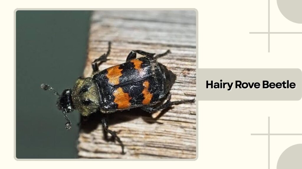 Hairy Rove Beetle